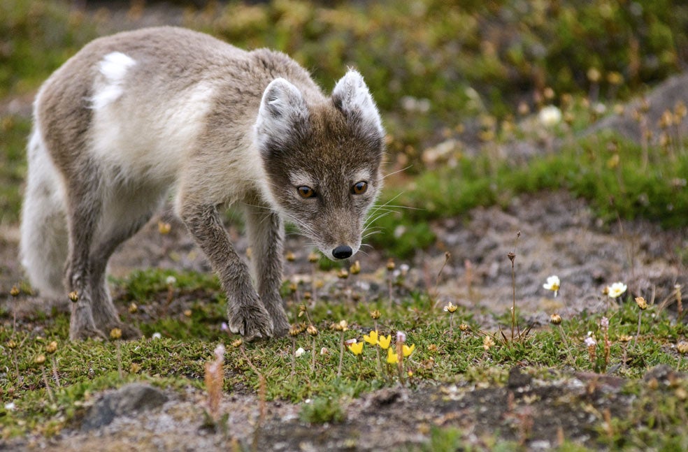 Los zorros árticos cambian el color del pelo. Al llegar el frío del invierno se vuelven completamente blancos, y con la llegada del calor se vuelven pardos grisáceos. Aun así hay una tercera variedad. Algunos zorros árticos se vuelven, en vez de blancos, de un color gris azulado, la piel más apreciada y perseguida por los peleteros.
