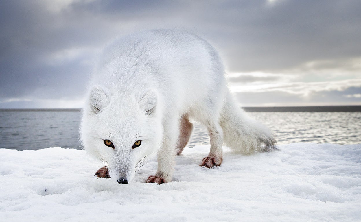 Zorro ártico, el tipo más astuto de la tundra