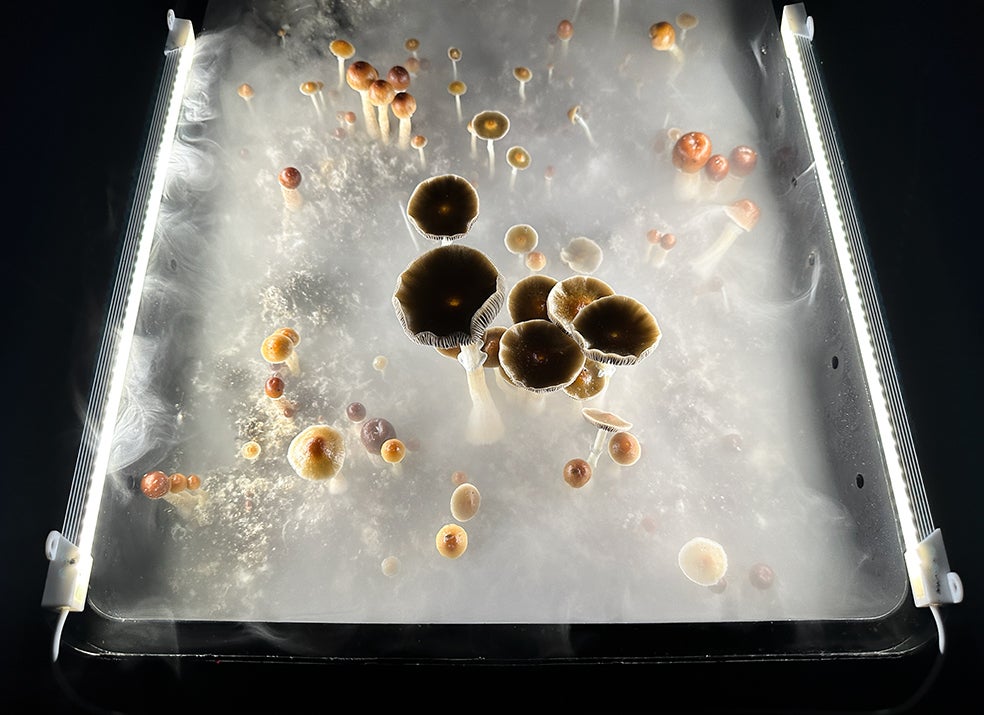 Setas de psilocibina listas para la cosecha en una 'cámara de fructificación' humidificada en Connecticut, Estados Unidos. Estudios recientes sugieren que las llamadas 'setas mágicas' resultan prometedoras para combatir la ansiedad, la anorexia, la depresión, los trastornos de estrés postraumático y obsesivo-compulsivo y diversas adicciones. Algunos científicos afirman que la psilocibina puede promover la neuroplasticidad, una reconexión del cerebro que ofrece a los pacientes nuevas perspectivas sobre problemas psiquiátricos de larga duración.