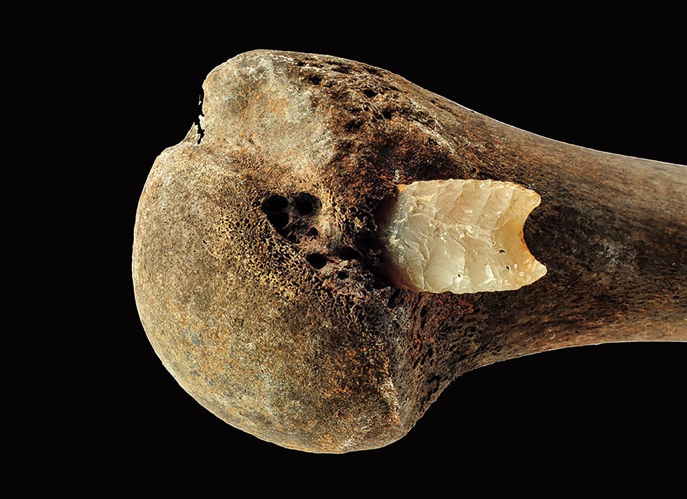 Este hueso de un brazo con una punta de flecha de sílex incrustada fue la primera evidencia de que en el valle del río Tollense se había librado un feroz enfrentamiento bélico.