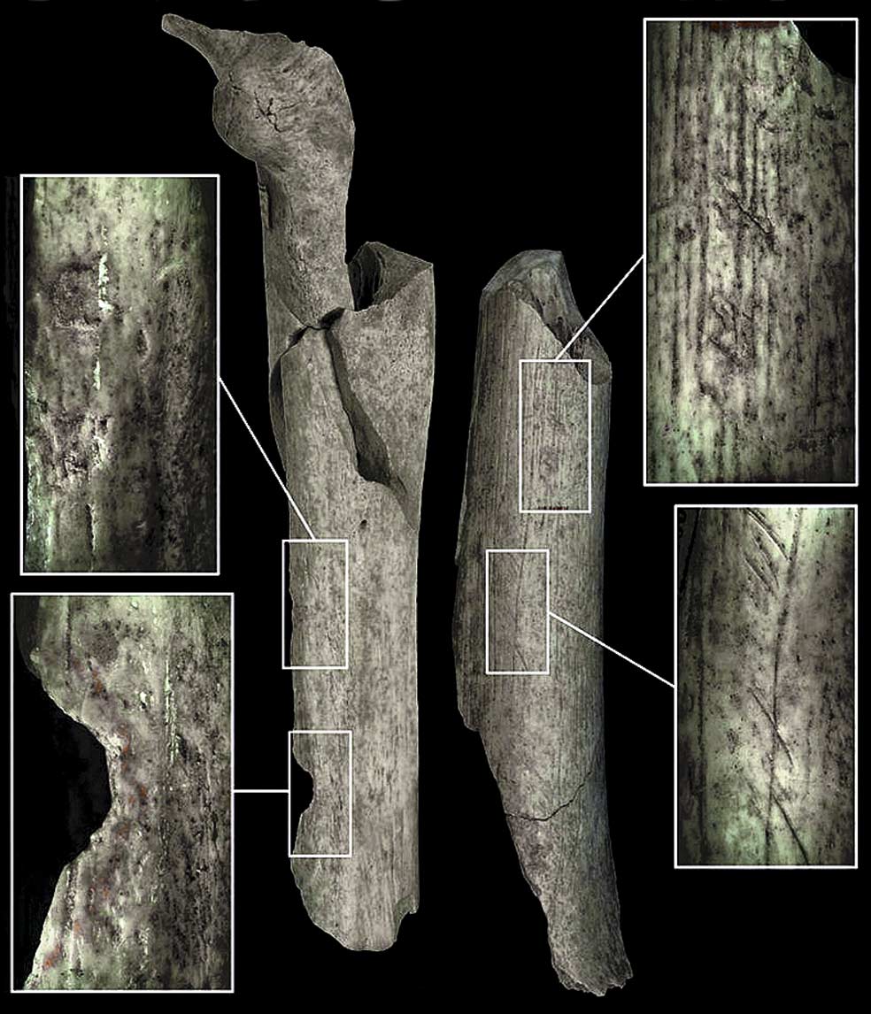 En la cueva de Goyet, en Bélgica, se han hallado 96 huesos y 3 dientes de neandertales con marcas realizadas con cuchillos de piedra para desprender músculos y tendones. Las incisiones más profundas desvelan maniobras para acceder al tuétano. Otros hallazgos demuestran que el neandertal era hábil con las herramientas como los objetos de adorno de cuerno pulido e incluso una máscara de piedra y con dos oquedades para los ojos.