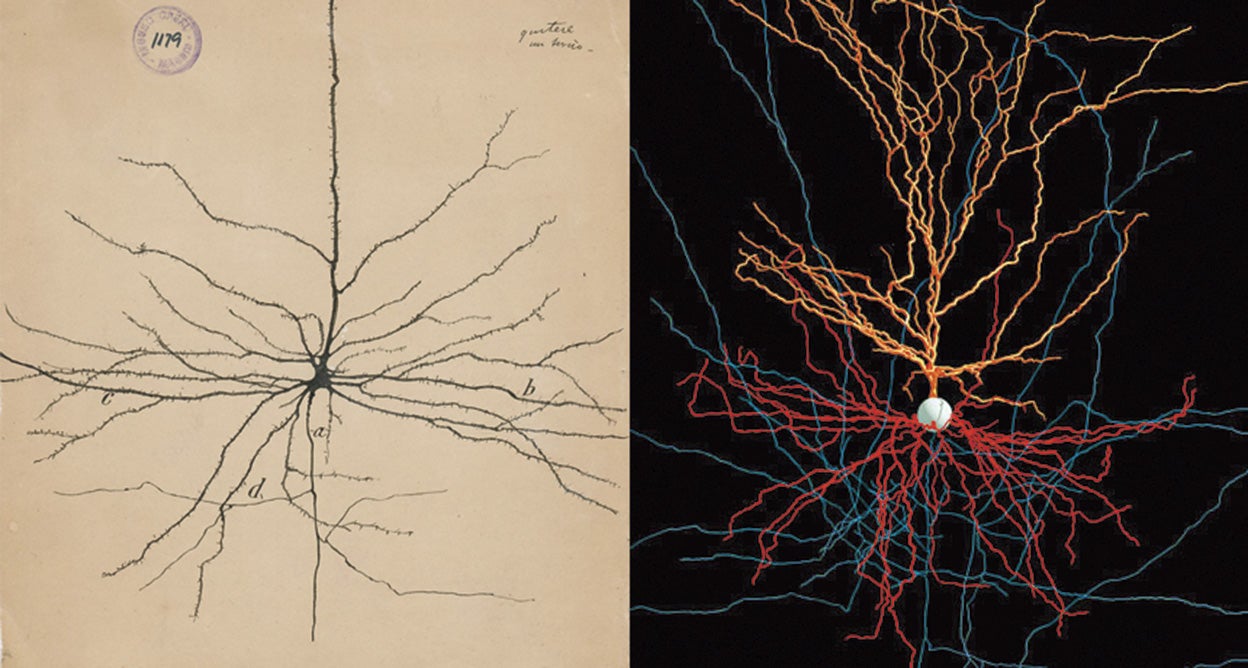 A la izquierda: las neuronas piramidales —presentes en áreas del cerebro como el córtex cerebral y el hipocampo— dibujadas a mano por el premio Nobel Santiago Ramón y Cajal en 1904. Las bautizó como «mariposas del alma, cuyo batir de alas quién sabe si esclarecerá algún día el secreto de la vida mental». Ese día podría estar más cerca que nunca gracias a los descomunales esfuerzos por 'mapear' cada célula del cerebro. A la derecha: una reconstrucción digital en tres dimensiones de la neurona piramidal elaborada a partir de una micrografía (imagen obtenida por microscopio) en el Instituto Allen para la Ciencia del Cerebro.