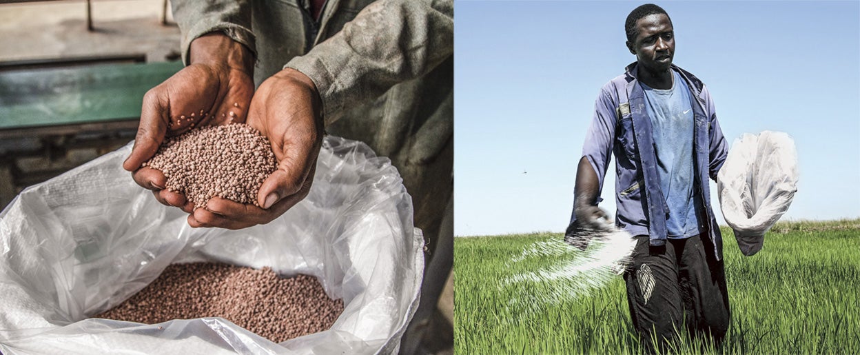 La carestía de los fertilizantes y su escasez en África, donde no son capaces de producirlos a gran escala, ya está afectando a las cosechas. «Es muy preocupante. Nuestro objetivo es que el agricultor pueda producir el abono que necesite usando luz solar».