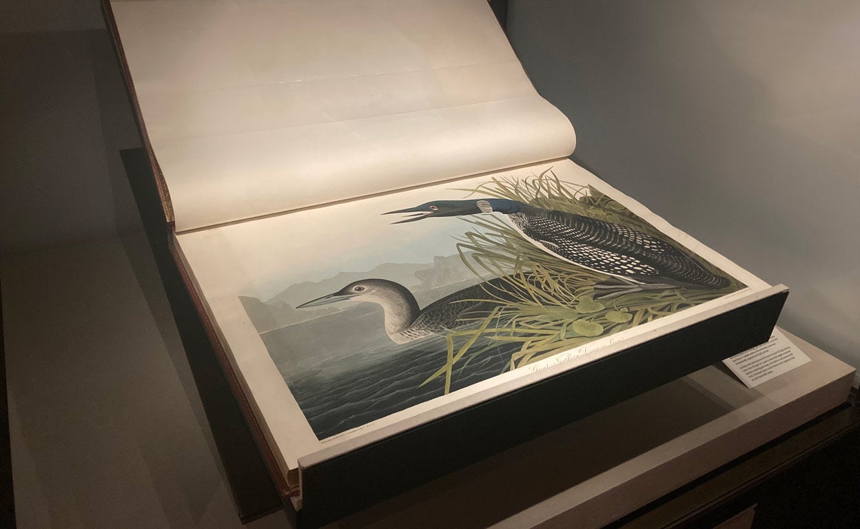 Las aves de América