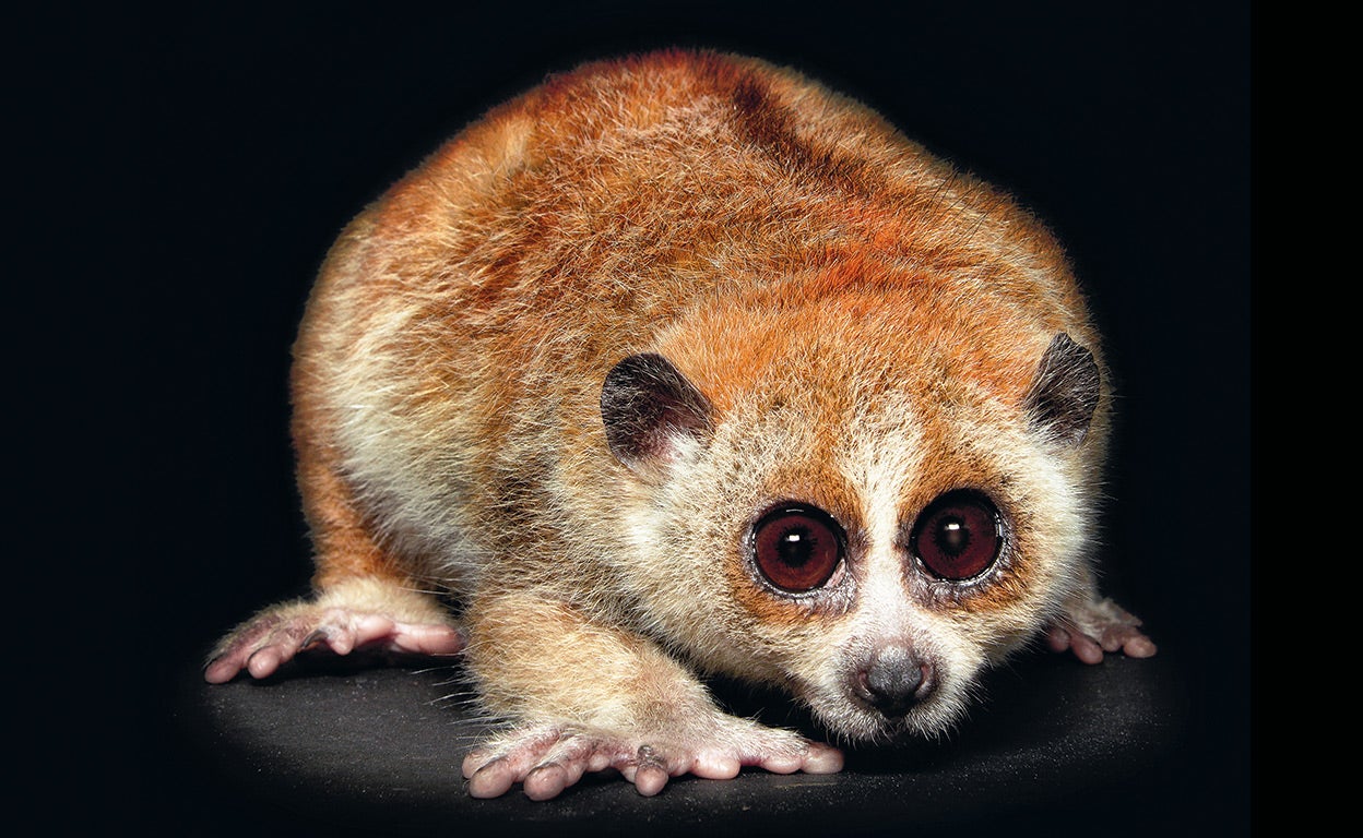 Animales nocturnos: los reyes de la noche no tienen nada de siniestro (solo huyen de ti)