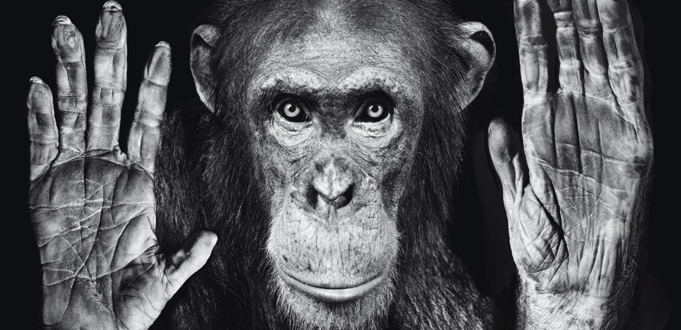 La mano humana se desarrolló para utilizar herramientas y armas para defenderse. También hay primates muy hábiles: un estudio de la Universidad de Calgary acaba de descubrir en Costa de Marfil piedras que utilizaron chimpancés hace 4300 años para abrir frutos secos.