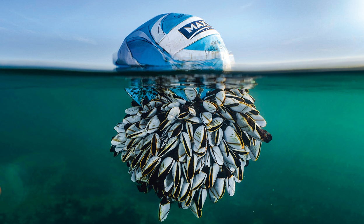 Percebes que 'juegan' al fútbol y otros desastres marinos