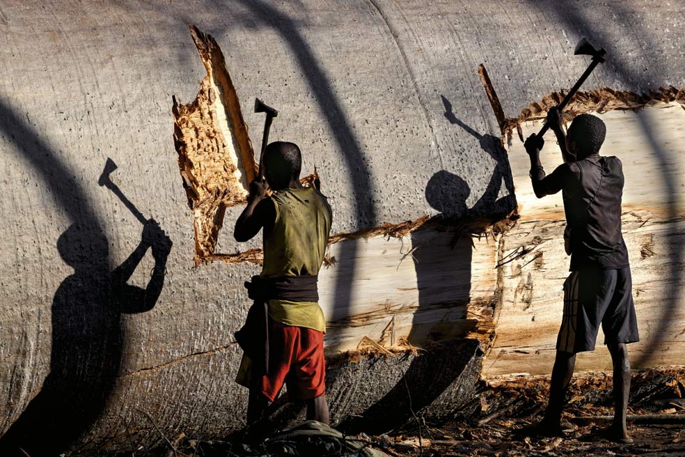 Si un ejemplar cae, la gente se abalanza inmediatamente sobre él en busca de la madera y la corteza.