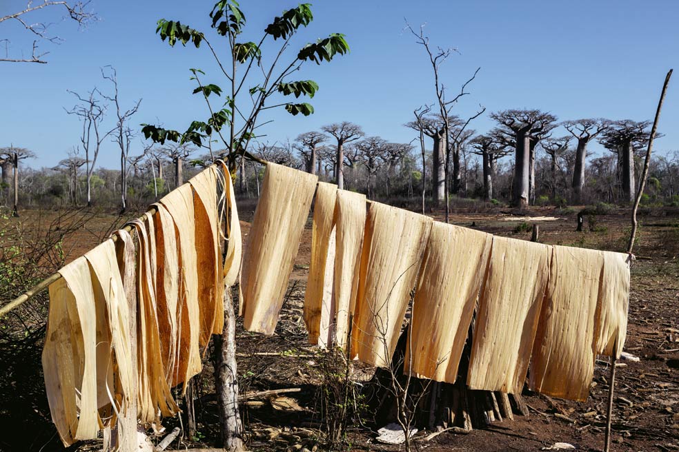 De su corteza se obtiene fibra para cuerdas y cestas. En la imagen, esteras de baobab secándose al sol.