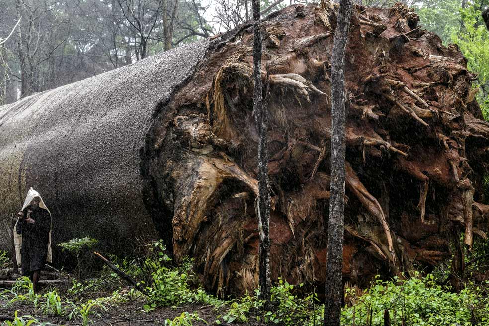 Cuando este árbol gigante envejece, en su tronco se forman oquedades en las que se deposita agua de lluvia que, en las épocas de sequía, es consumida por hombres y animales.