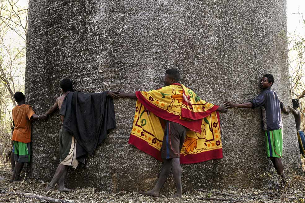 Hace falta una docena de personas para poder rodear el tronco de este espectacular ejemplar de la especie Adansonia grandidieri, en peligro de extinción. Su perímetro mínimo supera los cinco metros.