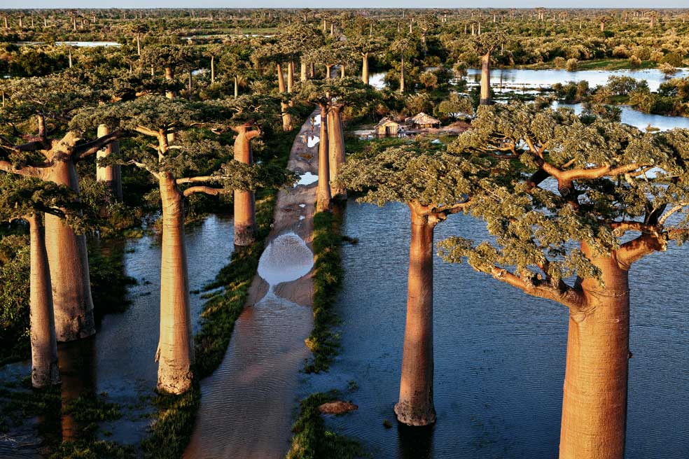 La descomunal especie Adansonia grandidieri llega a medir 20 metros de altura; los ejemplares de mayor tamaño pesan como un Airbus A380. Ahora se encuentran en peligro de extinción.