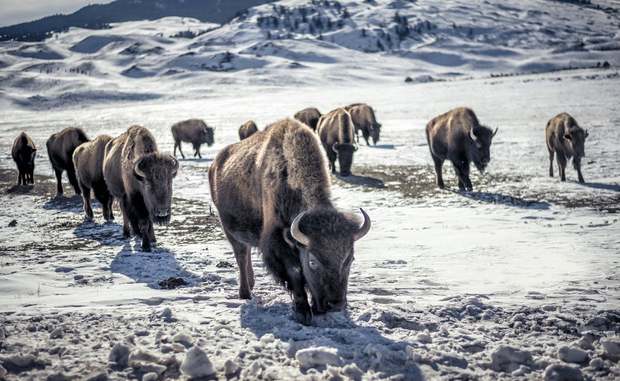 La controvertida (y ancestral) caza del bisonte