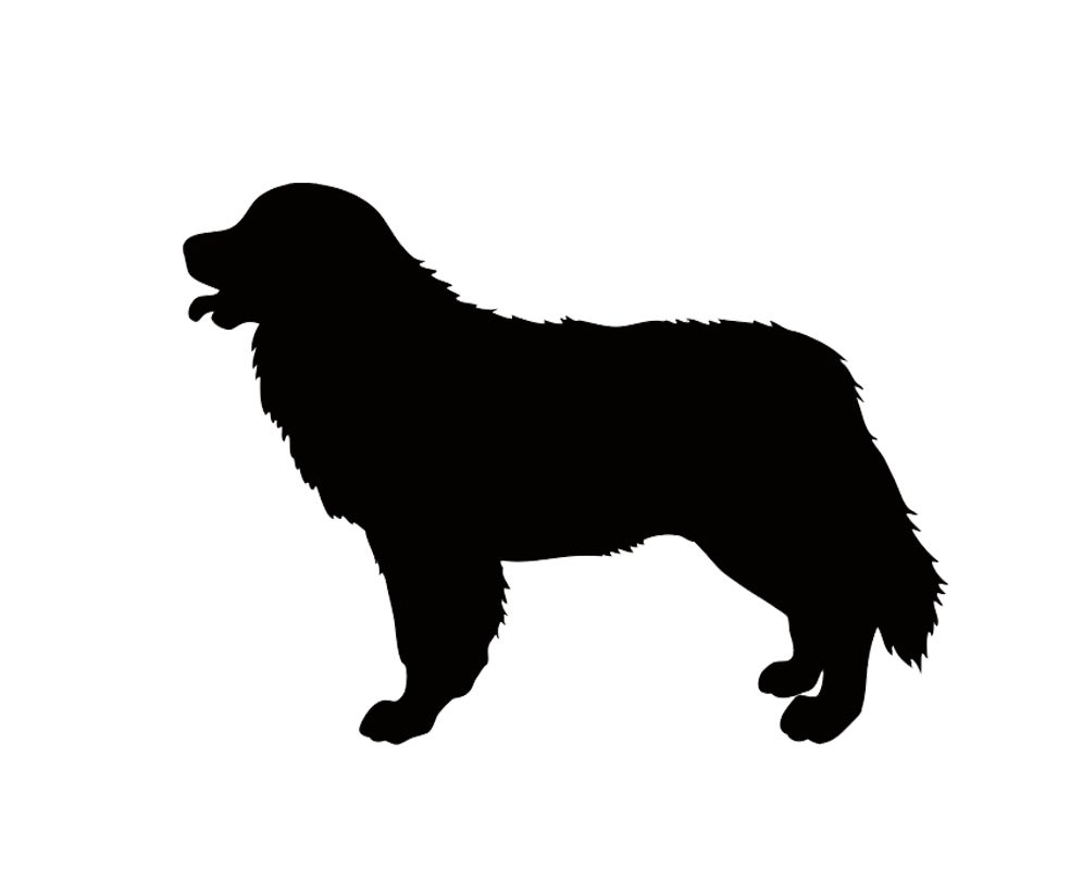 Imagen - Boyero de BernaRaza típica de regalo, producida a destajo. La displasia de cadera ya es una marca 'de fábrica'. También es proclive a las enfermedades tumorales y la epilepsia.