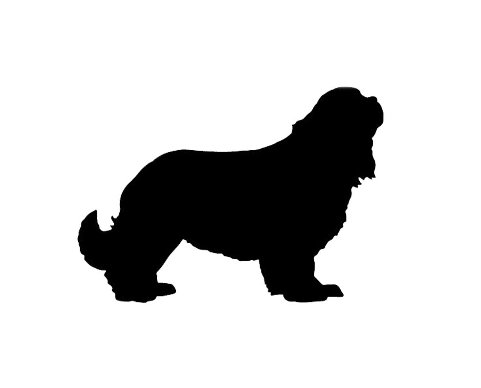 Imagen - Cavalier king CharlesPerro 'juguete'. Muy caro. Lo han abaratado cruzando camadas entre sí. Insuficiencia cardiaca congénita y debilidad en las patas traseras.