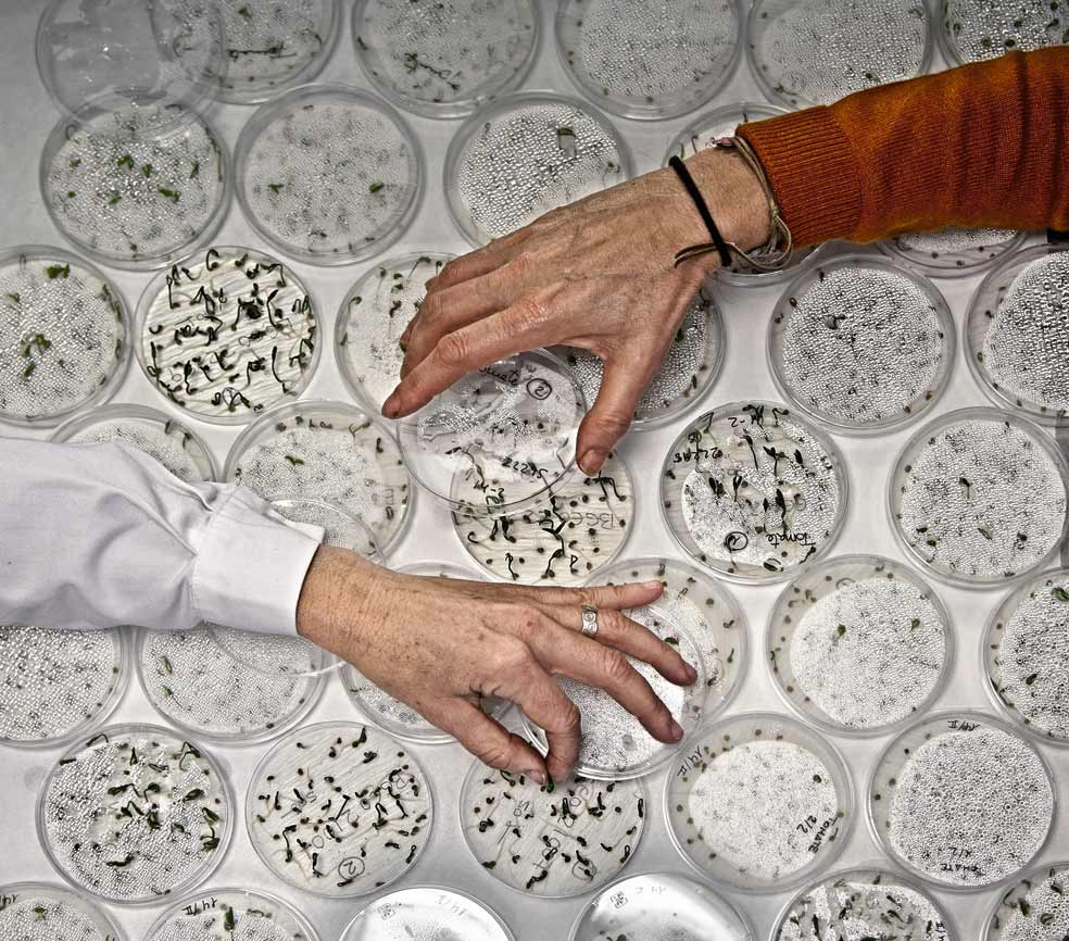 Los científicos comprueban la viabilidad de las semillas. Es importante que conserven su poder de germinación por si son necesarias en una emergencia agrícola. En Alcalá hay colecciones específicas de trigo, leguminosas, cebada y judías.