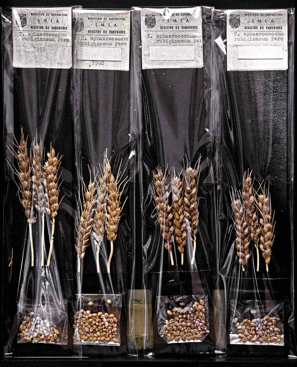 El espigario cuenta con 2767 muestras. Muchas son variedades de trigo españolas que ya han desaparecido de los campos. El espigario se inició en 1953 y algunas de las bolsas llevan el escudo del anterior régimen.