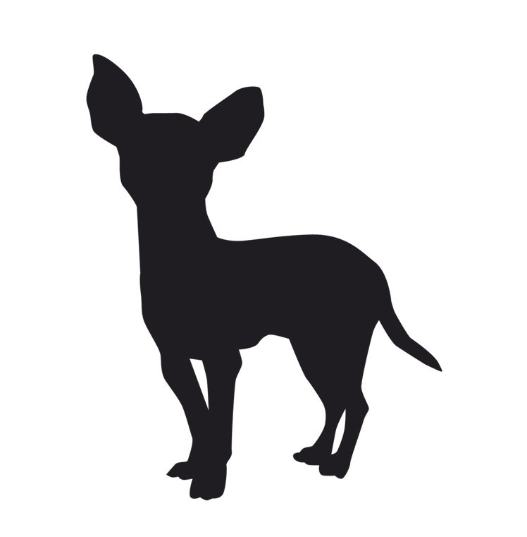 Imagen - ChihuahuaLa hidrocefalia era una enfermedad ocasional. Pero se ha generalizado. Produce convulsiones, ceguera y demencia.