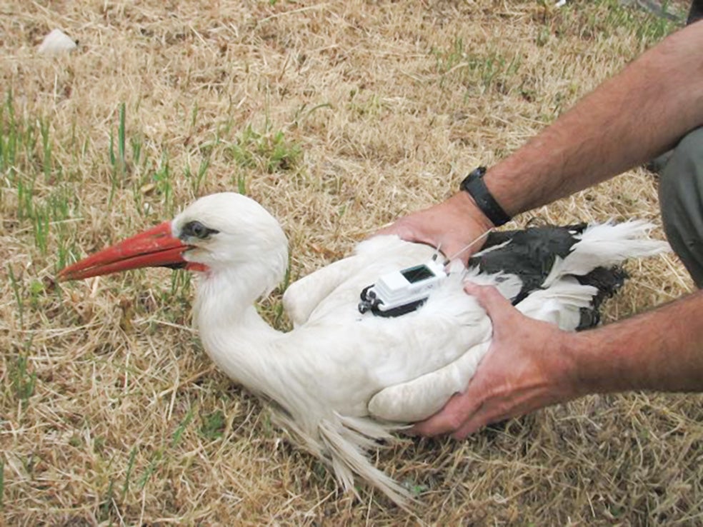 Unas 110 cigüeñas blancas han sido marcadas con sensores y dispositivos GPS en España para registrar sus hábitos, alterados por el cambio climático. Ya no emigran a África, como solían hacer.