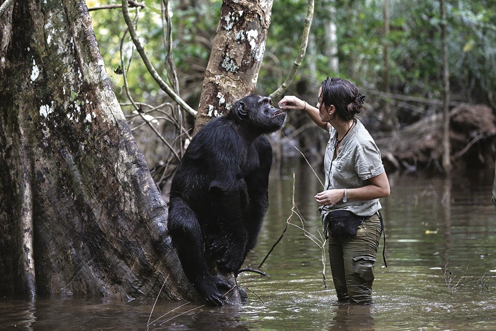 La pérdida de hábitat y la caza están acabando con los chimpancés: ya han desaparecido de tres países africanos. El centro que dirige Rebeca ha cuidado y rehabilitado a más de 200. Los curan y preparan para regresar a la vida salvaje. Aquí, la veterinaria española atiende a un macho en la isla de Ngombe.