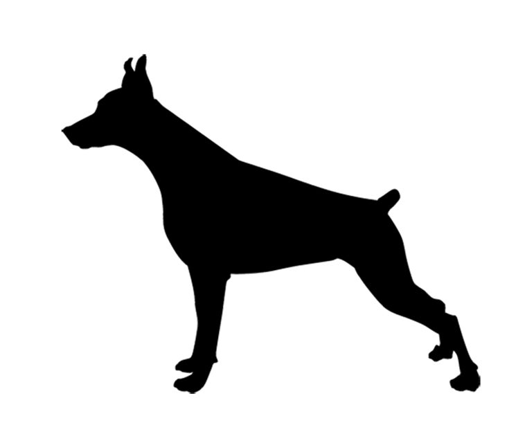 Imagen - DóbermanMiocardiopatía dilatada, que hace que mueran súbitamente. También sufren inestabilidad de las vértebras cervicales y dolores en el cuello.