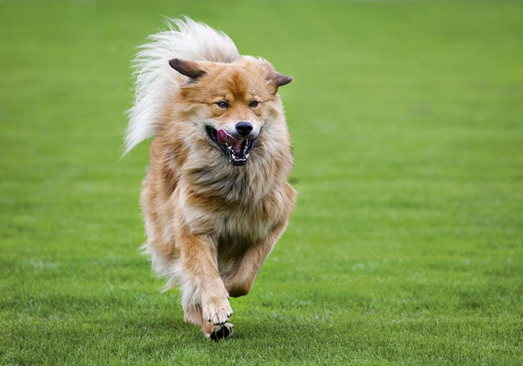 El perro 'patentado'