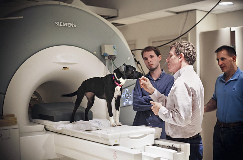 Callie y otros perros han sido adiestrados para quedarse quietos en el escáner. La máquina registra su actividad cerebral mientras los animales reciben diferentes estímulos, como el olor de sus amos o habituales palabras de felicitación, del tipo 'bien hecho', pronunciadas con distintas entonaciones.