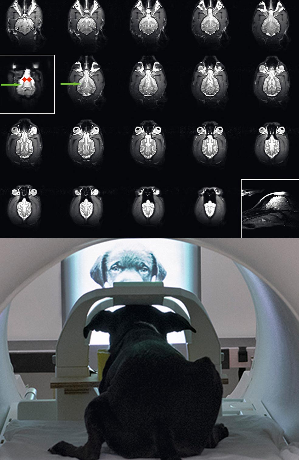 Las pruebas desvelan algunas similitudes con los humanos en su comportamiento cerebral: en ambos se activa el hemisferio izquierdo ante los elogios.