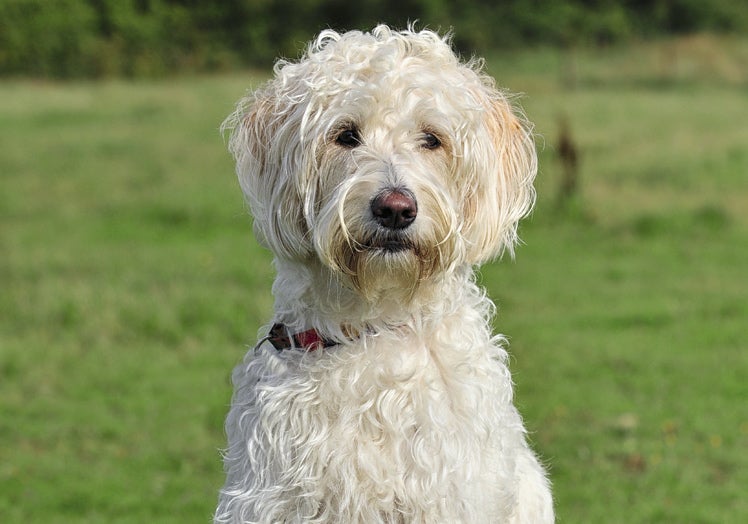 Manejable y terapéutico