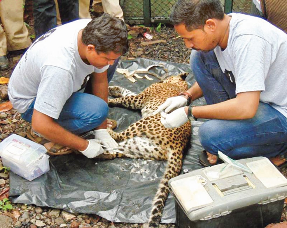 En la India, la población de leopardos ha sido monitorizada para analizar sus movimientos –y ofrecer opciones– ante la progresiva deforestación que amenaza su existencia.