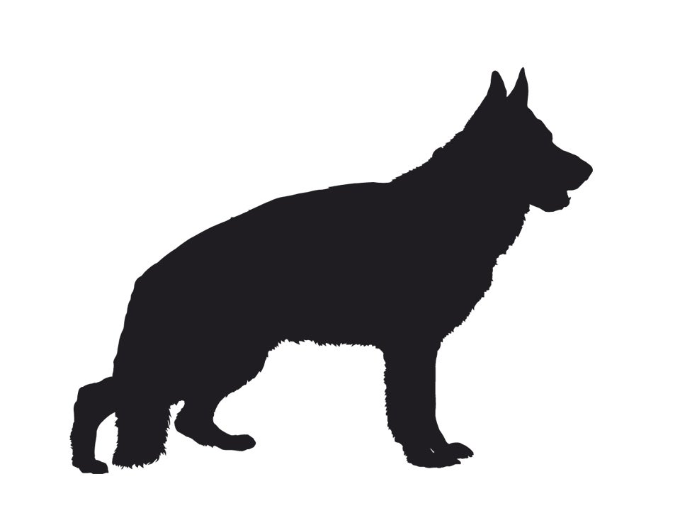 Imagen - Pastor alemánLos criadores han privilegiado la caída de las caderas para los concursos: el andar es más armonioso. Cuartos traseros deformados.