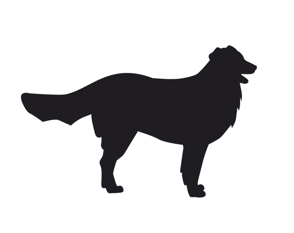 Imagen - Pastor australianoEra pastor de ovejas. Tras tantos cruces se da alta mortalidad de los cachorros. Epilepsia idiopática. Acaban sordos y ciegos