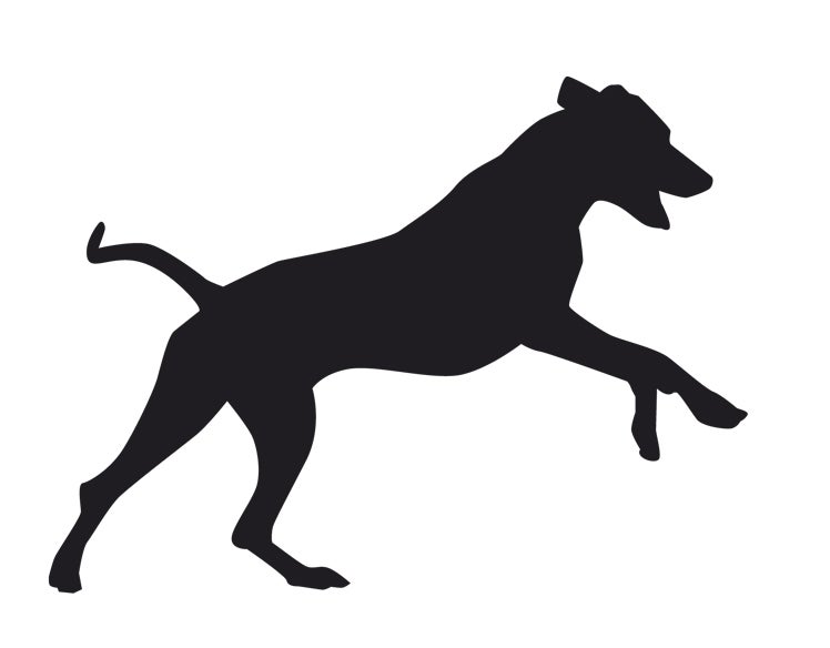 Imagen - Perro crestado rodesianoLa cresta de la espalda debe tener unos estándares muy definidos. Son propensos a los quistes que llegan hasta el canal espinal