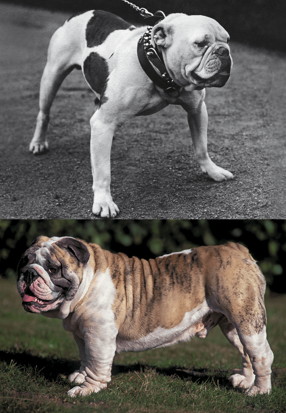 Un siglo separa a estos dos bulldog. El origen de esta raza está en la lucha contra el toro. Tiene las patas cortas para escabullirse y es prognato (con mandíbulas salientes) para respirar mientras muerde. Del ruedo ha pasado a los hogares, pero ha ganado en corpulencia y apenas puede moverse. «Desde un punto de vista veterinario, es una piltrafa», afirma el zoólogo James Serpell.