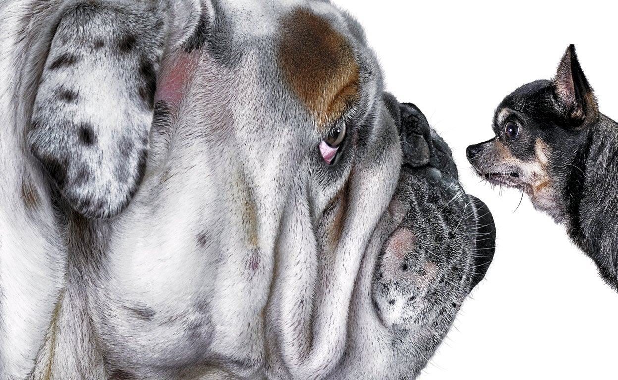 ¿Pero qué nos han hecho? Perros de diseño a capricho del consumidor