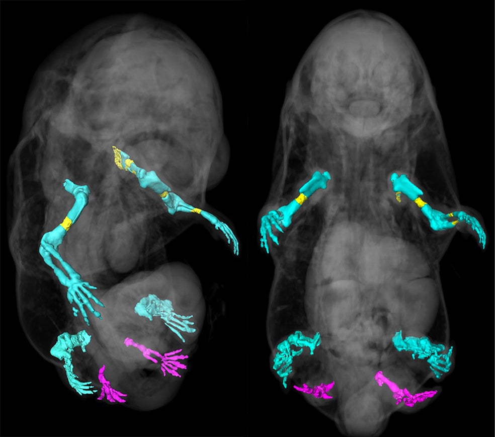 La desactivación del gen Tgfbr1 en mitad del desarrollo embrionario del ratón derivó en que sus genitales se transformaron en un dos extremidades más. En las fotos vemos una simulación ósea de las extremidades del ratón.
