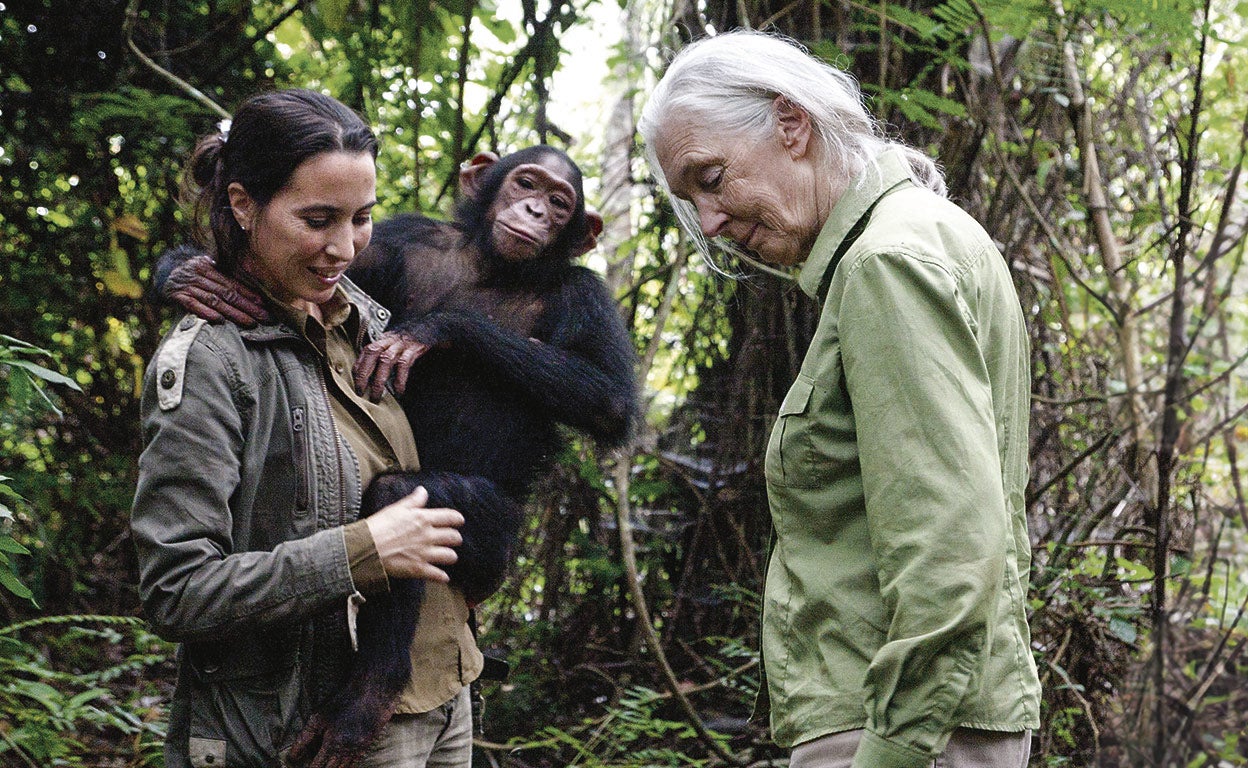 La primatóloga Jane Goodall vio trabajar a Rebeca Atencia con chimpancés en África y la eligió para dirigir el Centro de Rehabilitación de Chimpancés de Tchimpounga. El libro Viviendo entre chimpancés (Ediciones del Viento) narra sus vicisitudes allí. Jane Goodall dice que Rebeca le recuerda a ella misma de joven. Ambas trabajan para proteger a estos primates, los animales que más se nos parecen: compartimos con ellos un 98 por ciento del ADN.
