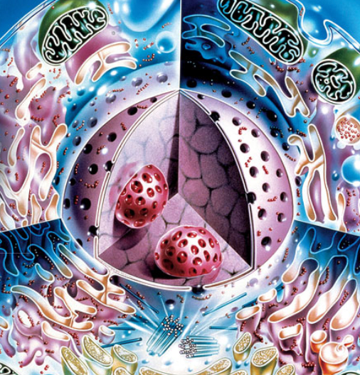 1. La célula flirteó con la mitocondria