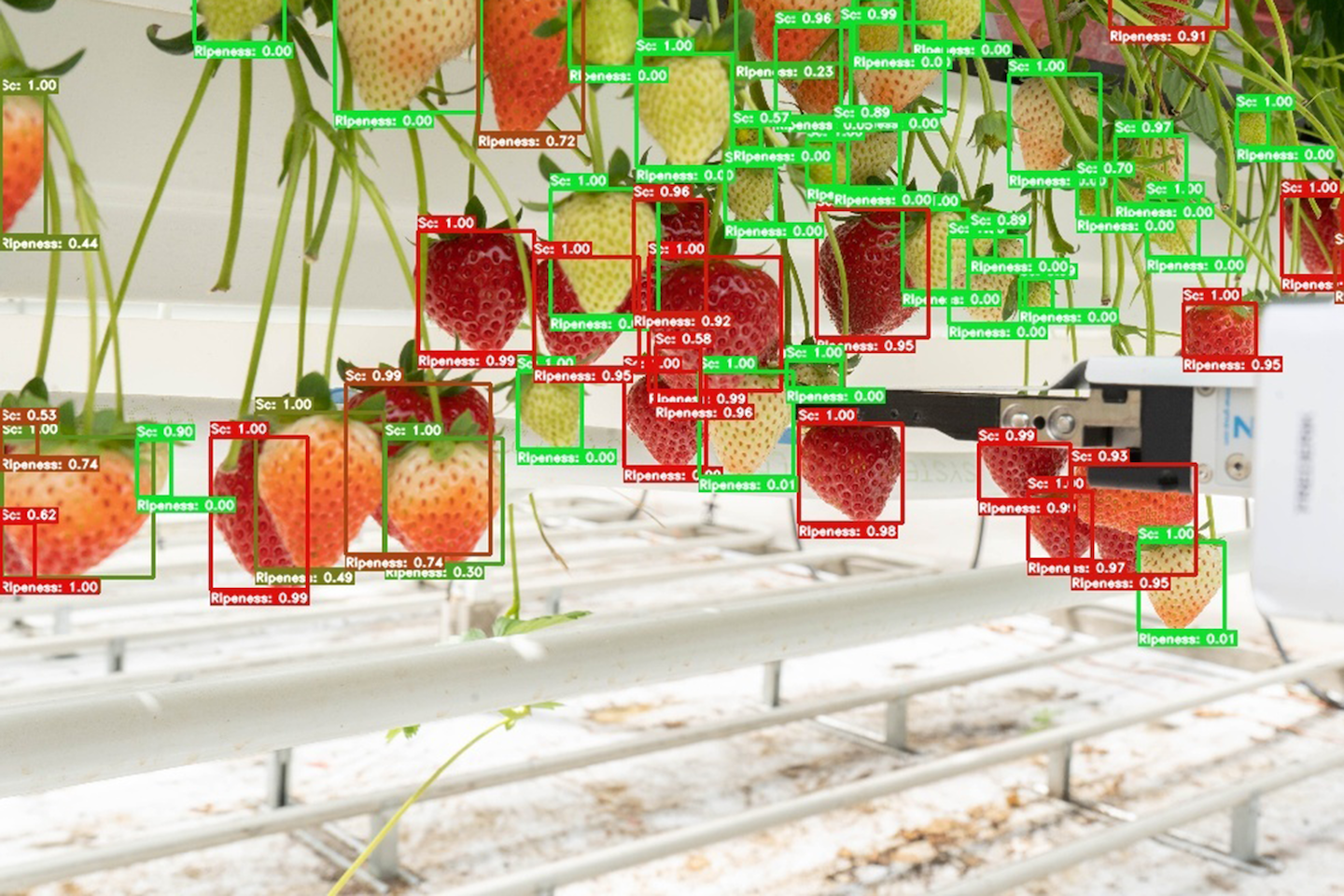 El brazo robótico de la imagen que más arriba abre este reportaje es alemán, se llama Berry y recolecta fresas, una tarea muy delicada. Equipado con la última tecnología de reconocimiento, es capaz de calibrar el punto de madurez y de reconocer el estado de los frutos: si están estresados, afectados por alguna agente nocivo o en su punto ideal de recolección.