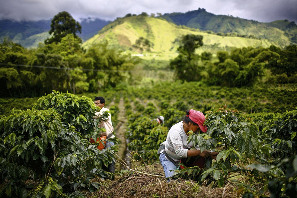 Si Etiopía procesara su café se calcula que se podrían crear 280.000 puestos de trabajo. Y quizá evitar que los niños trabajen en los campos.
