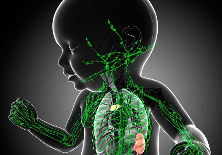 El sistema inmunitario