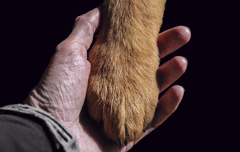 La literatura también nos puede ayudar a reconciliarnos con los sentimientos que experimentamos cuando muere nuestro perro. Milan Kundera dedica un capítulo sobrecogedor a Karenin, el perro de Tomás y Teresa, en La insoportable levedad del ser. Y Paul Auster tuvo la audacia de narrar en primera persona la vida de Mr. Bones, el perro de un indigente, en Tombuctú. Su descripción del cielo al que van todos los perros es una catarsis garantizada. Tenga a mano pañuelos.