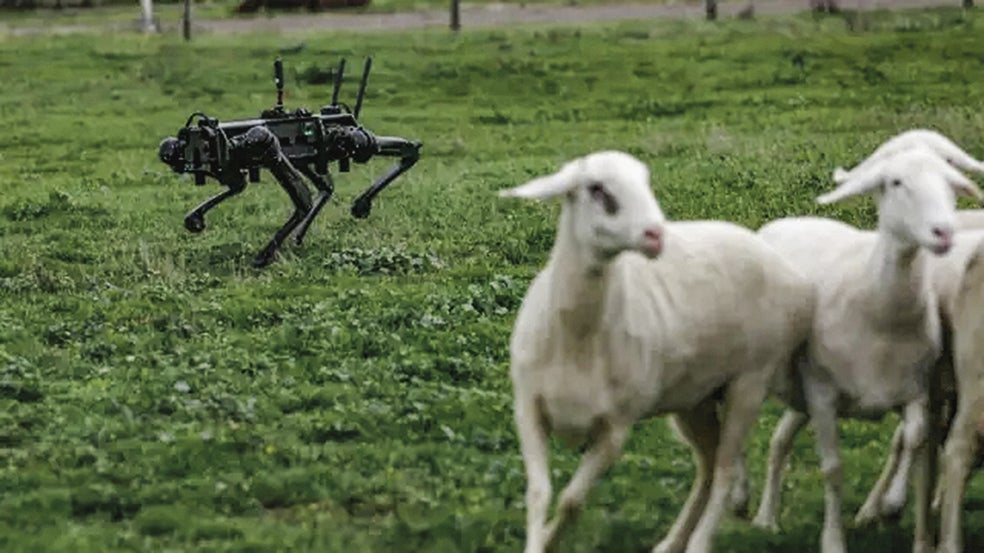 La Universidad de León desarrolla perros robots como el de la imagen. No con fines comerciales, sino de investigación: enseñar a la IA 'canina' a cooperar con perros pastores de carne y hueso y a distinguir entre lobos y ovejas. La entrenan para que proteja el rebaño mediante la disuasión.