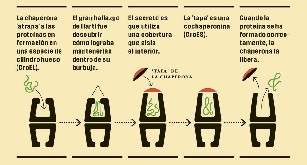 El funcionamiento de una chaperona, paso a paso. Un proceso crucial.