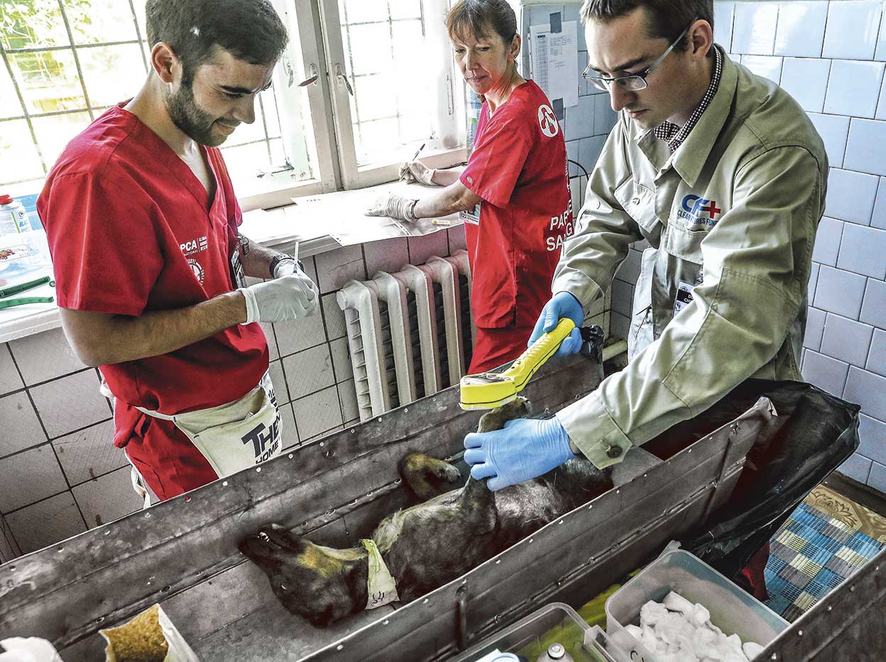 Veterinarios y expertos en radiación han estudiado durante años a los perros de Chernóbil, midiendo su exposición a esta. Algunos perros llevan GPS para cartografiar la contaminación en la región.
