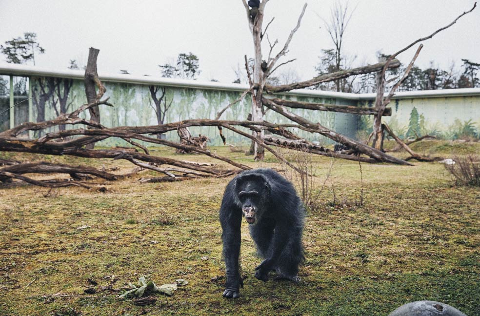 A Mortiz los furtivos se lo arrancaron a sus padres cuando solo tenía unos meses. Para poder hacerse con las crías, los cazadores tienen que matar a todo el grupo –ocho o nueve individuos–, pues los chimpancés defienden a sus retoños hasta la muerte.