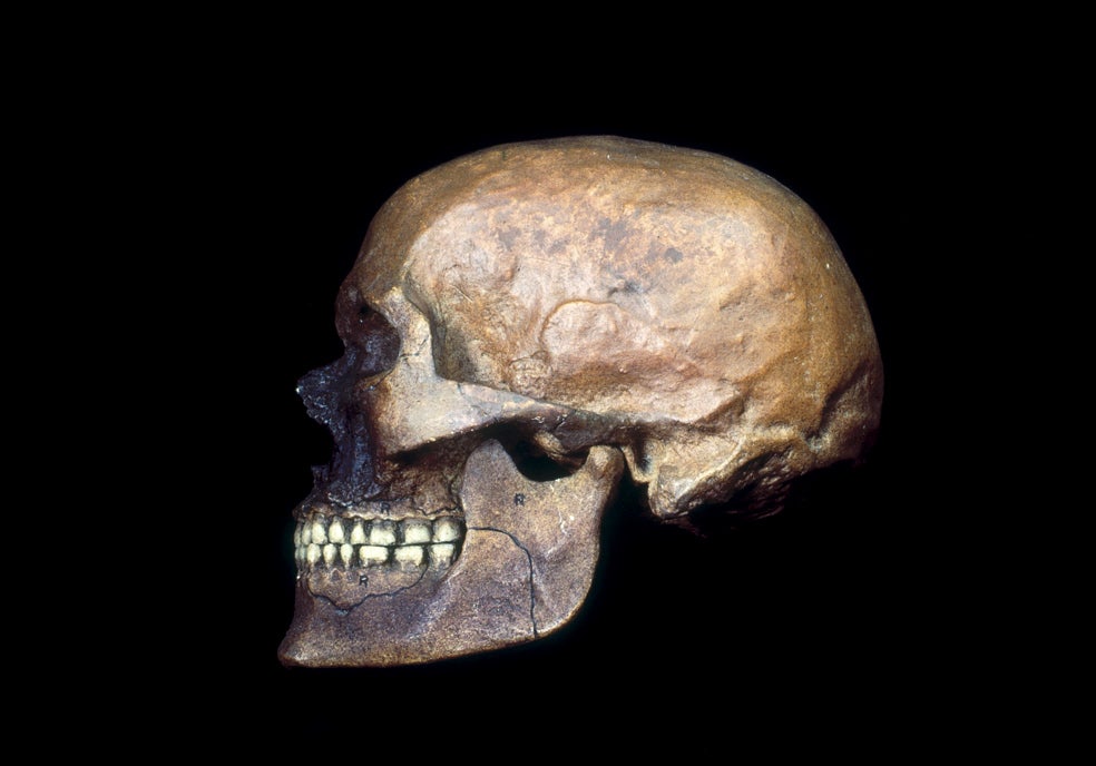 El aspecto del Homo sapiens era bastante similar al del humano actual. Tenía la frente alta, la barbilla prominente (un rasgo característico del hombre moderno) y los arcos superciliares (la cresta ósea que está encima del receptáculos de los ojos) menos marcados. También su volumen cerebral, de en torno a 1350 centímetros cúbicos, era parecido al del hombre de hoy.