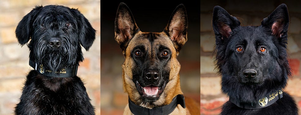 Las nuevas demandas de protección canina exigen otros perfiles de perros que se acerquen más a un animal que, por muy protector que sea y preparado que esté, no de ser ante todo una mascota familiar. En la imagen, algunos de esos nuevos perfiles, capaces de todo: un giant schnauzer, un pastor belga malinois y un German shepherd, los tres de la empresa Protection Dogs Worlwilde.