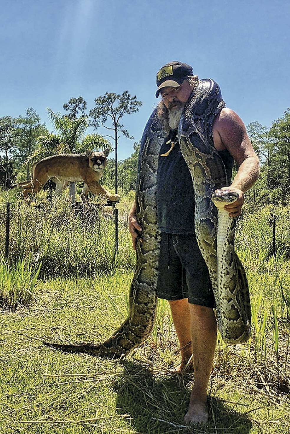 Una de las pitones de mayor tamaño (5 metros) cazada por Crum. Las pitones son serpientes constrictoras, pero también tienen dientes. Y su mordedura resulta terriblemente dolorosa. (El puma que aparece detrás es solo una señalización del parque).