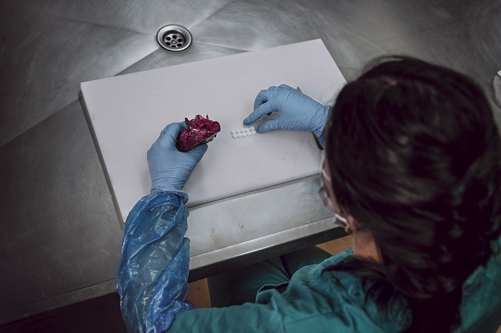 Del Río prepara un cebo con un antiparasitario veterinario impregnado de vainilla. Si un lobo lo come, sufrirá vómitos que asociará a ese olor.